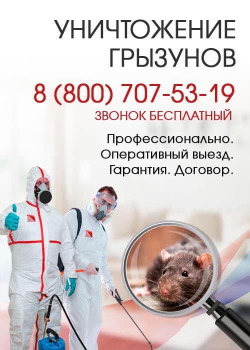 Уничтожение крыс в Краснознаменске