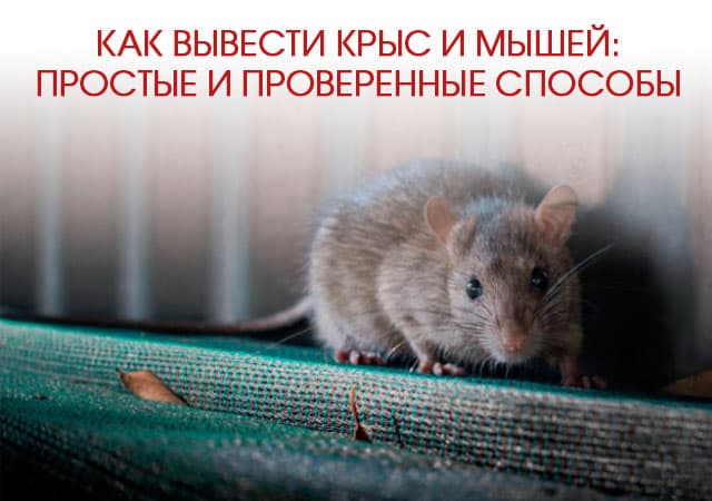 Как вывести крыс и мышей в Краснознаменске: простые и проверенные способы