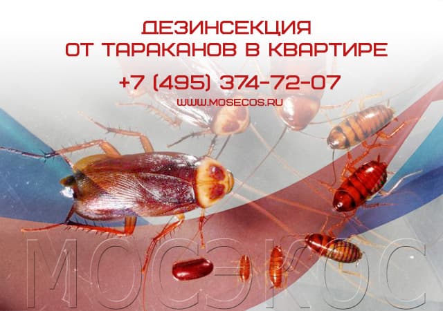 Дезинсекция от тараканов в квартире в Краснознаменске