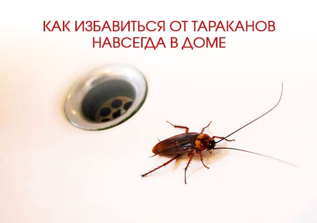 Как избавиться от тараканов в доме в Краснознаменске