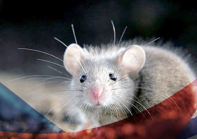 Уничтожение мышей в Краснознаменске