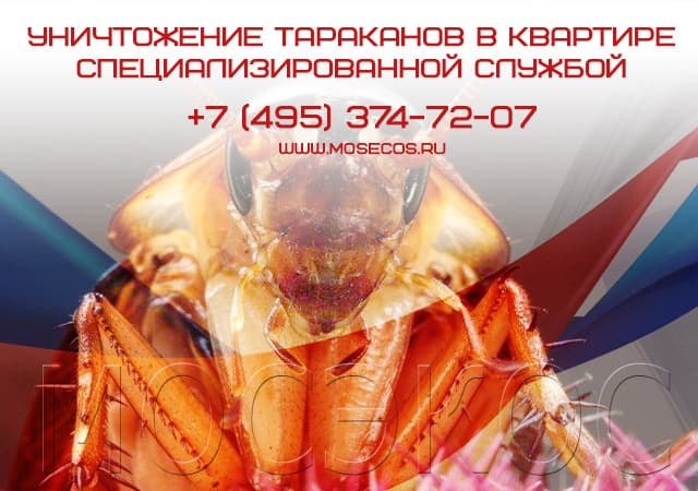Уничтожение тараканов специализированной службой в Краснознаменске